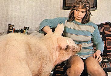 Animal Farm 1981